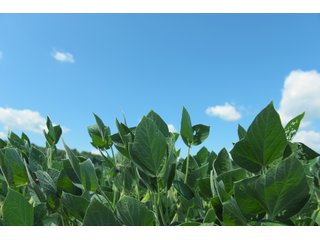 Farmland in Fulton & Marshall Counties, Indiana - LAND AUCTION - 541.3+/- ACRES IN 9 TRACTS IN FULTON & MARSHALL COUNTIES, INDIANA